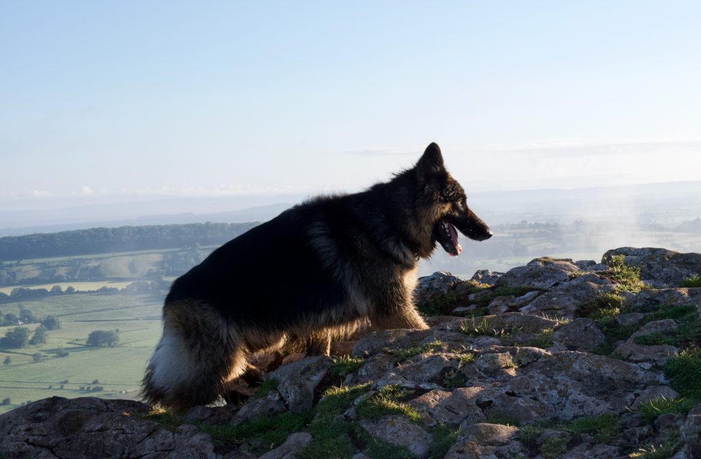 Crook Peak dog walking