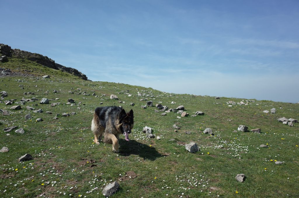 Crook Peak dog Mendip Hills