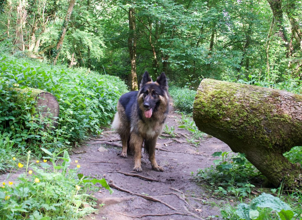 Bathampton Wood Bath Skyline dog walk trail