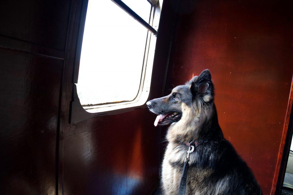 Dog on stream train travelling to Swanage