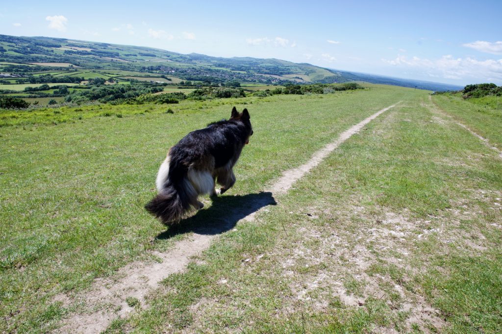 Perbeck Way ridge walk with dog