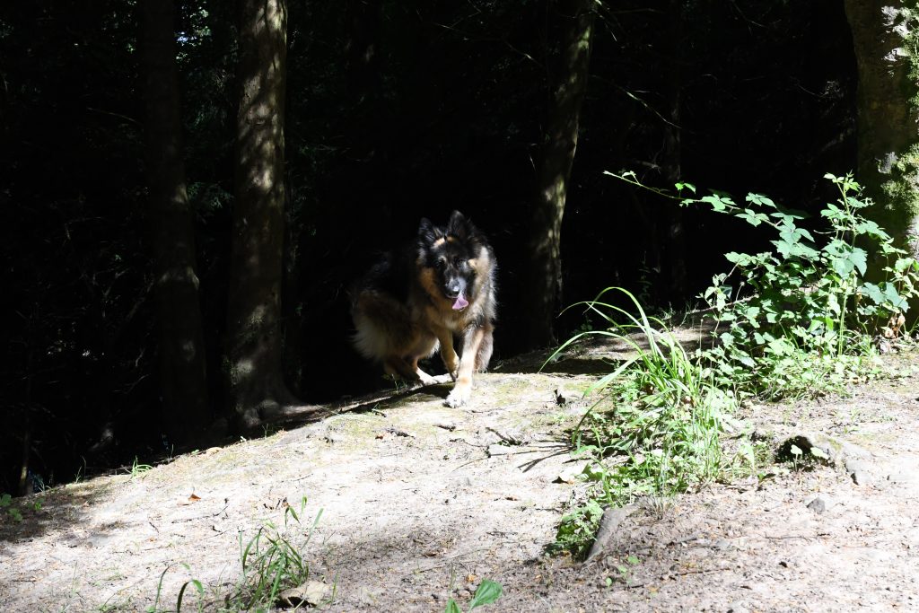 Dog running through woodland.