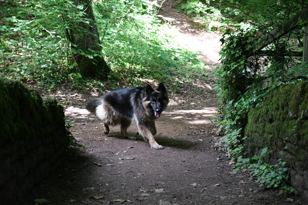 Abbots Pool woodland dog walk