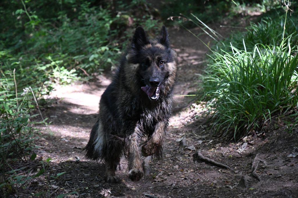 Wet, muddy and happy dog at Leigh Woods in Bristol.