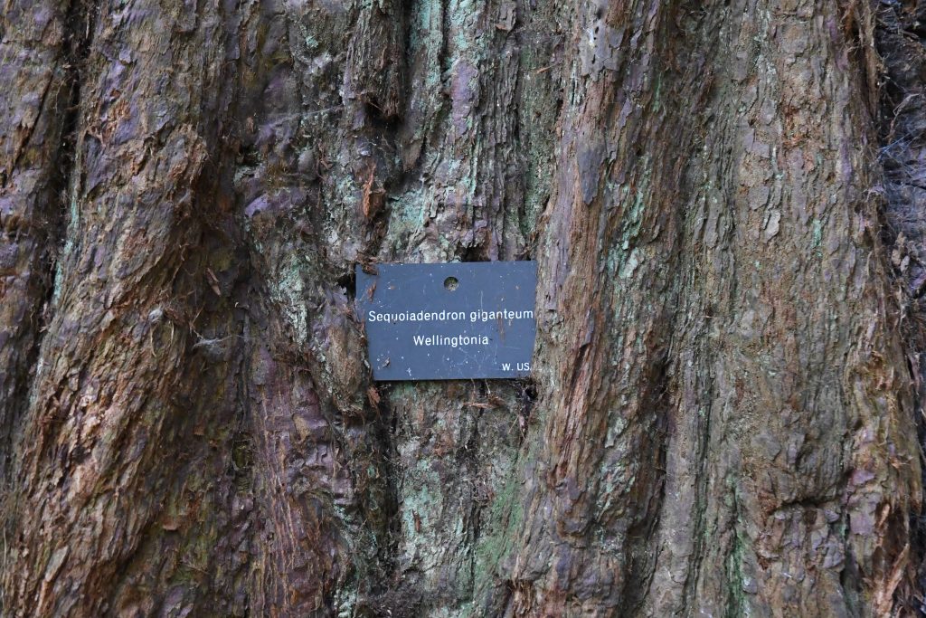 Sequoiadendron giganteum Wellingtonia in Leigh Woods, Bristol