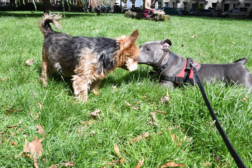 Puppy meeting other dogs in Bristol park