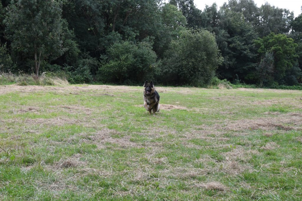 Dog running on grass Stoke Bishop Bristol