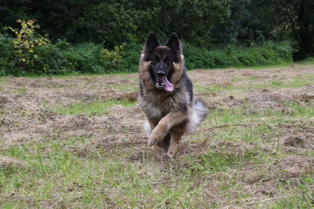 Dog running at Bristol nature reserve