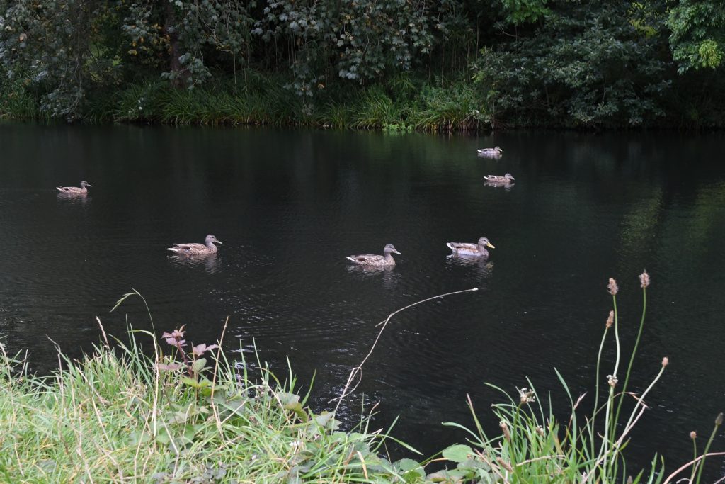 Ducks on Bristol lake.