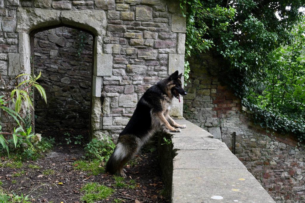 German Sheperd dog on the lookout in Bristol woods.