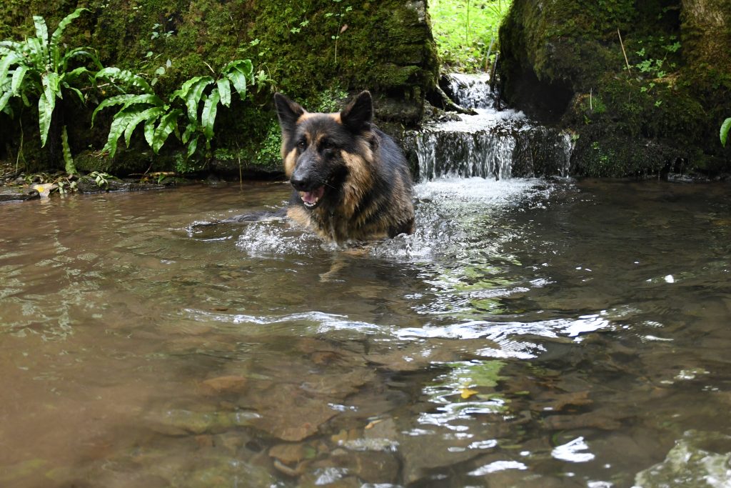 Dog taking a dip at Long Wood, Somerset.
