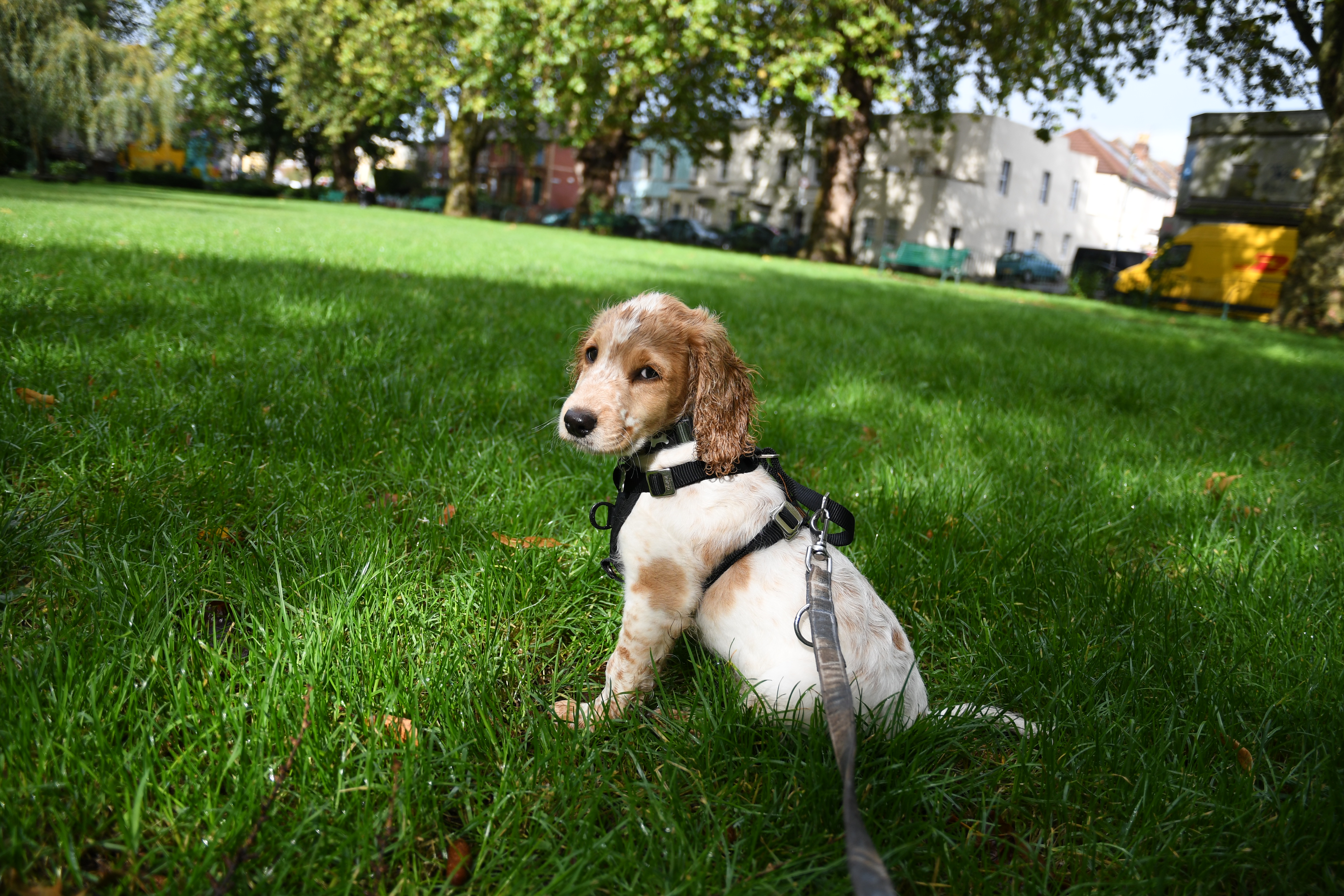 Bristol puppy walks